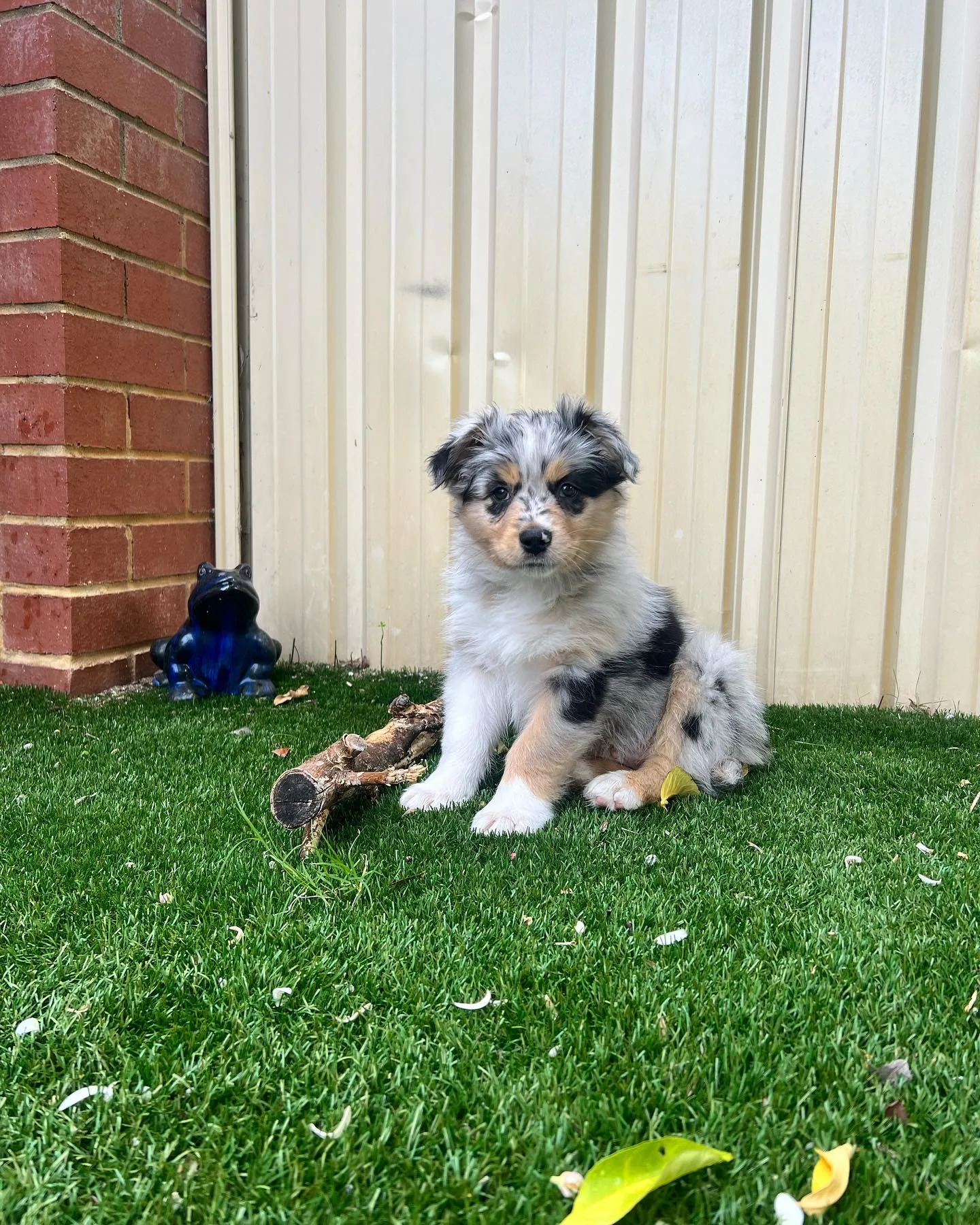 Australian Shepherd for sale UK