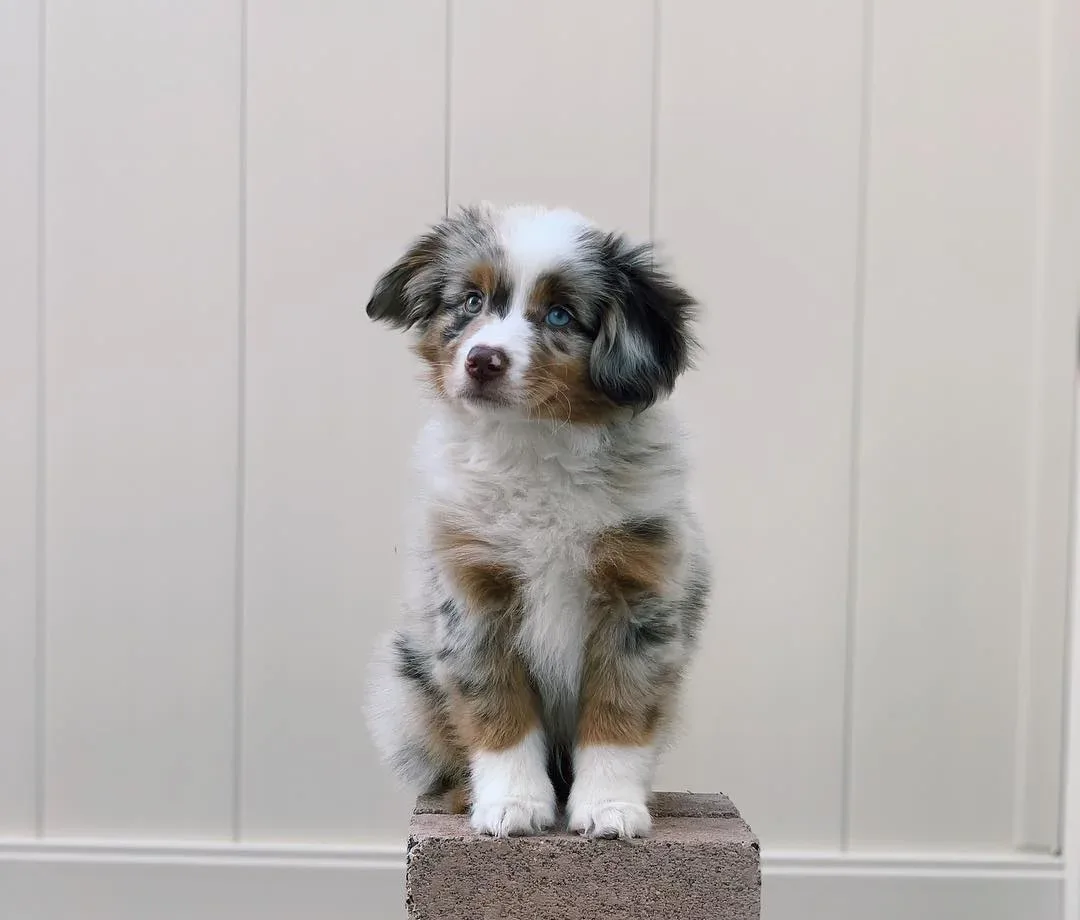 australian shepherd mini australian shepherd