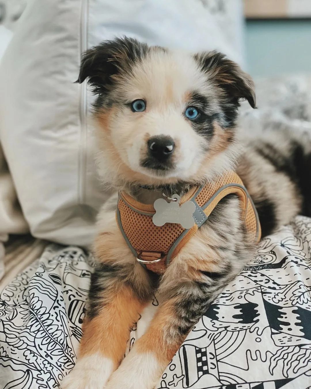 Mini Australian Shepherd puppies for sale UK