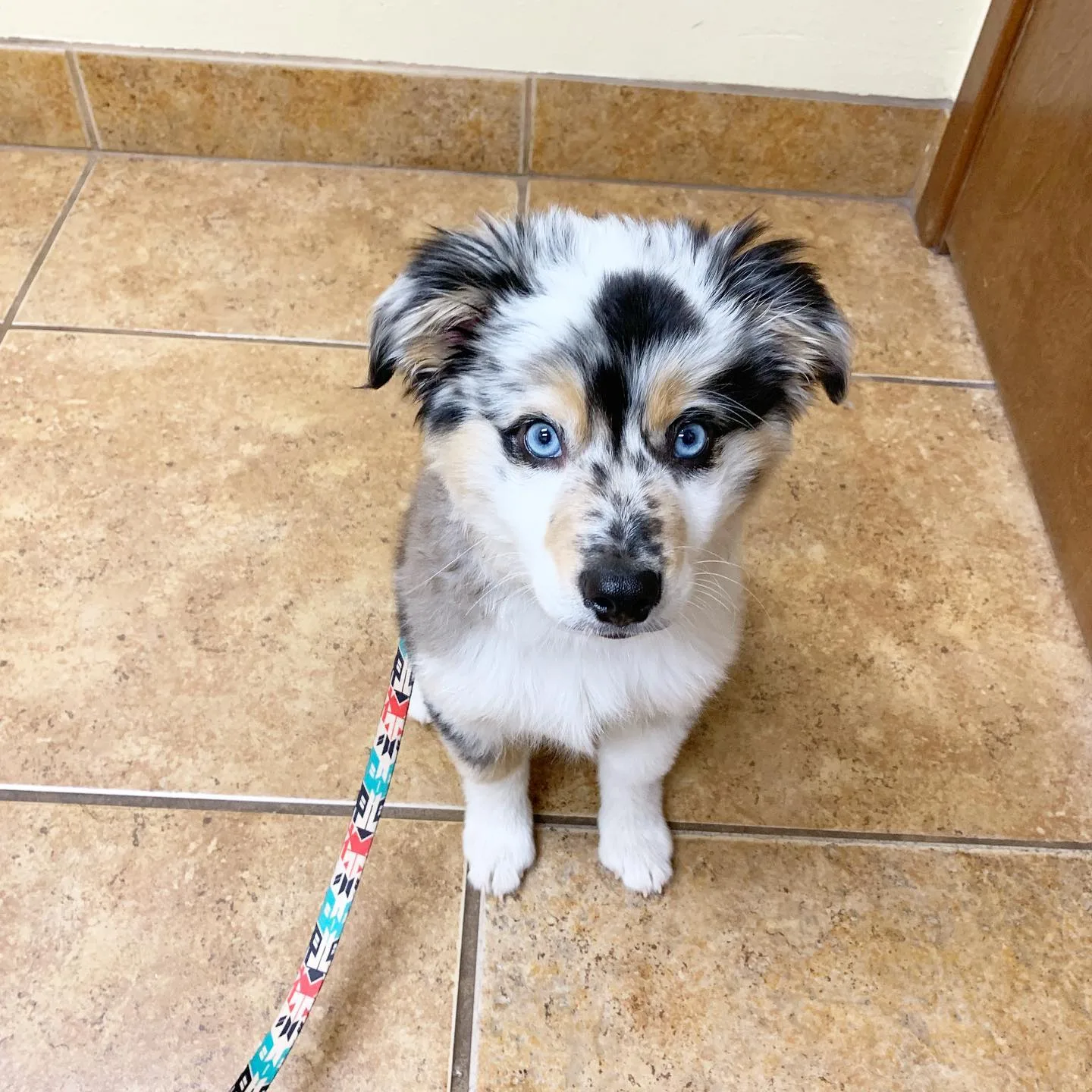 blue merle miniature australian shepherd​
