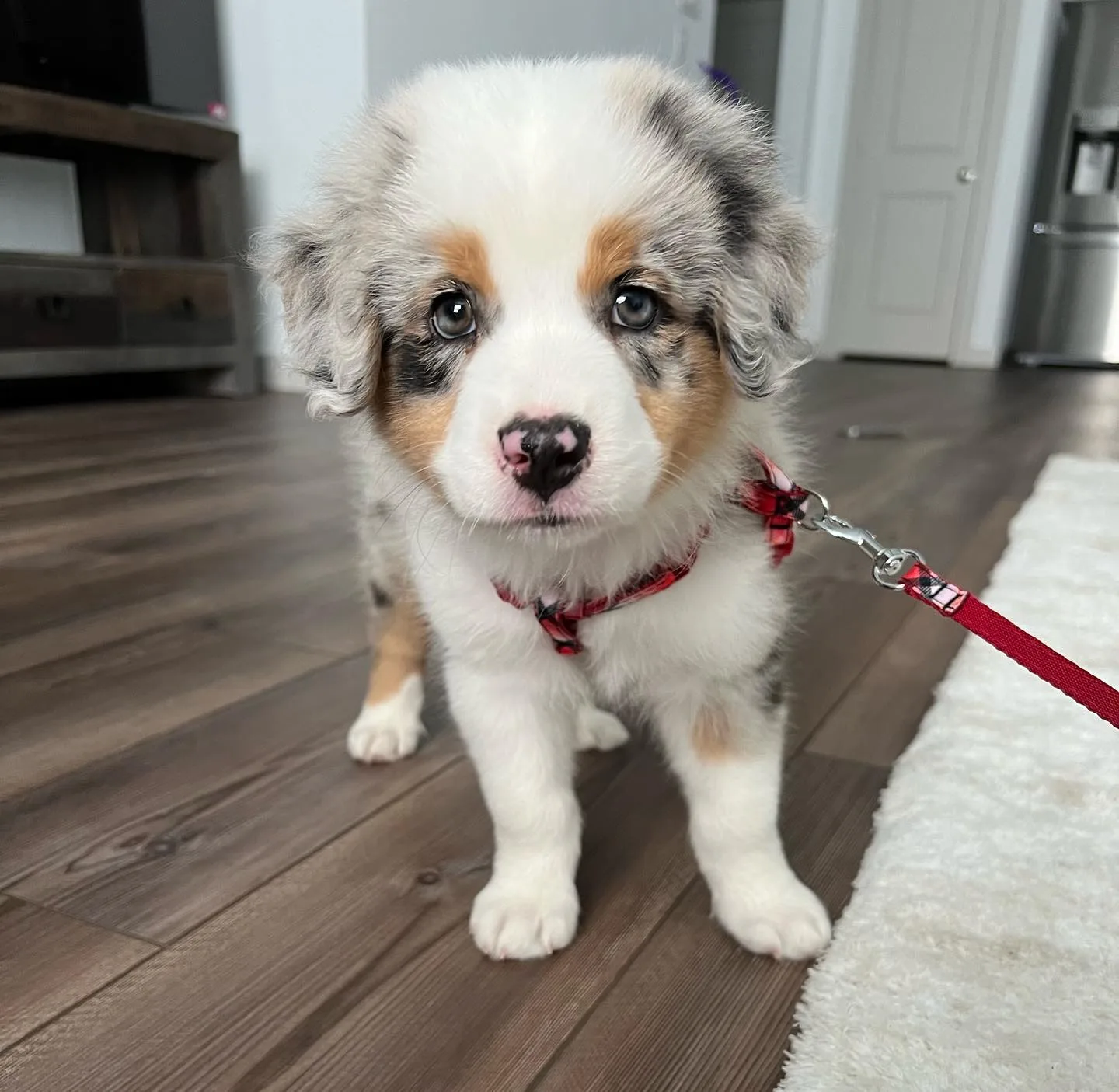 Buying Australian Shepherd UK