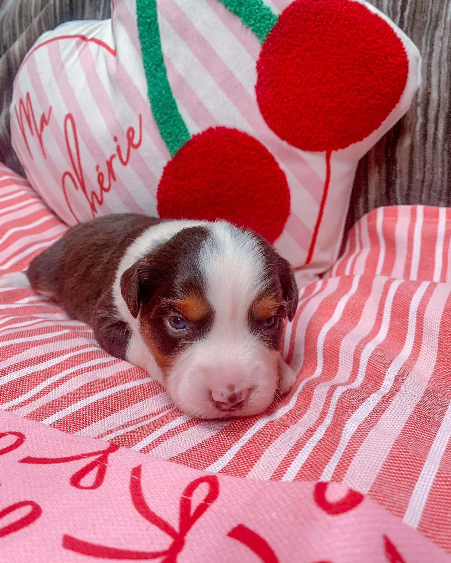 red tri australian shepherd​