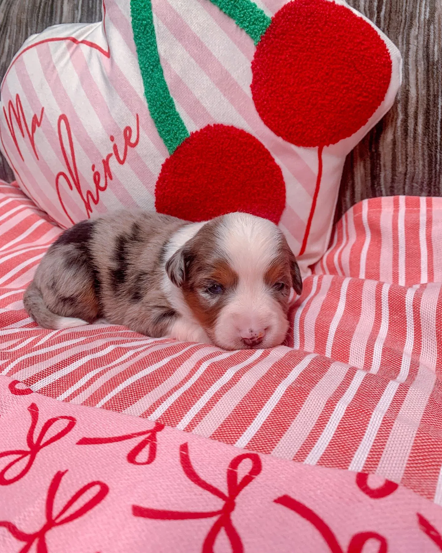 blue merle Australian shepherd puppy​