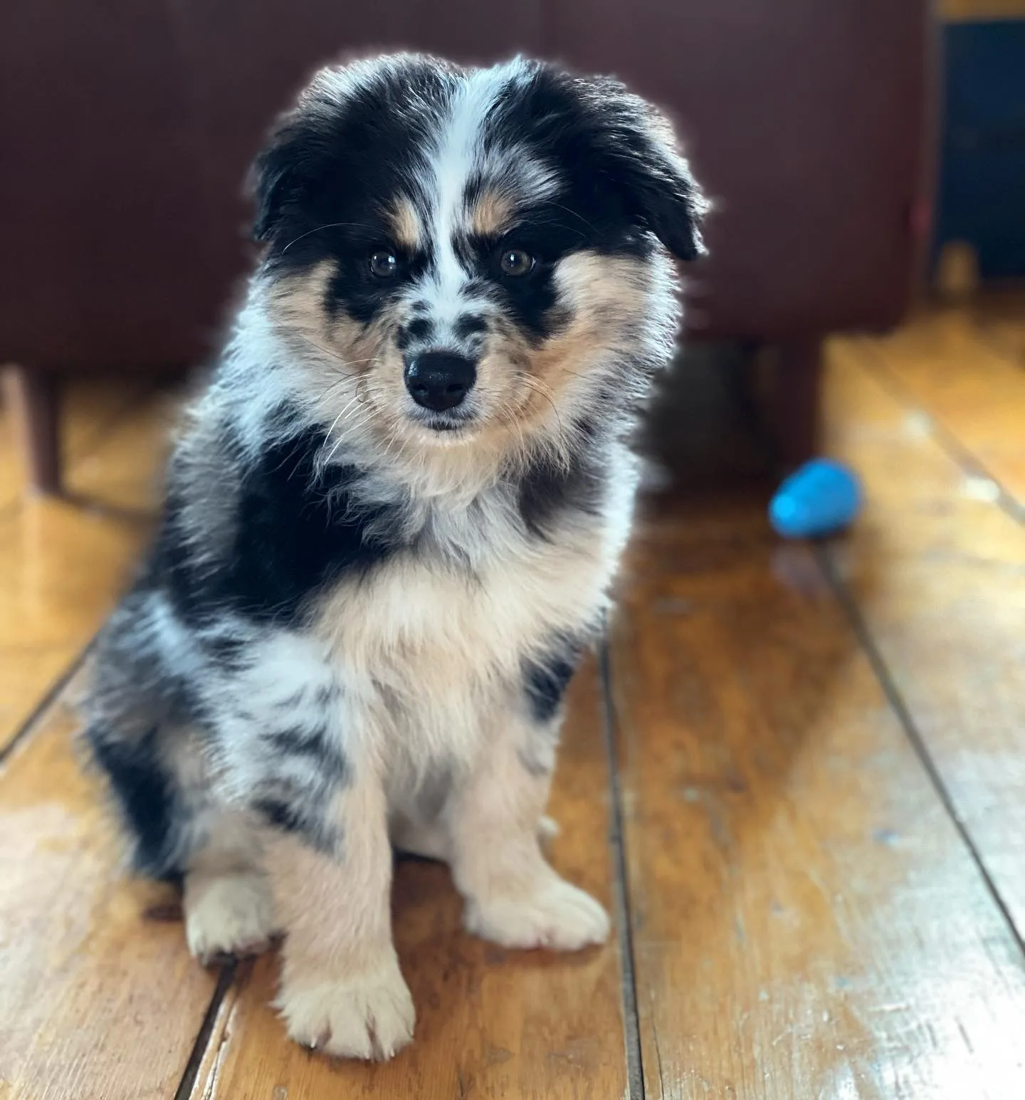 mini Australian shepherd for sale uk