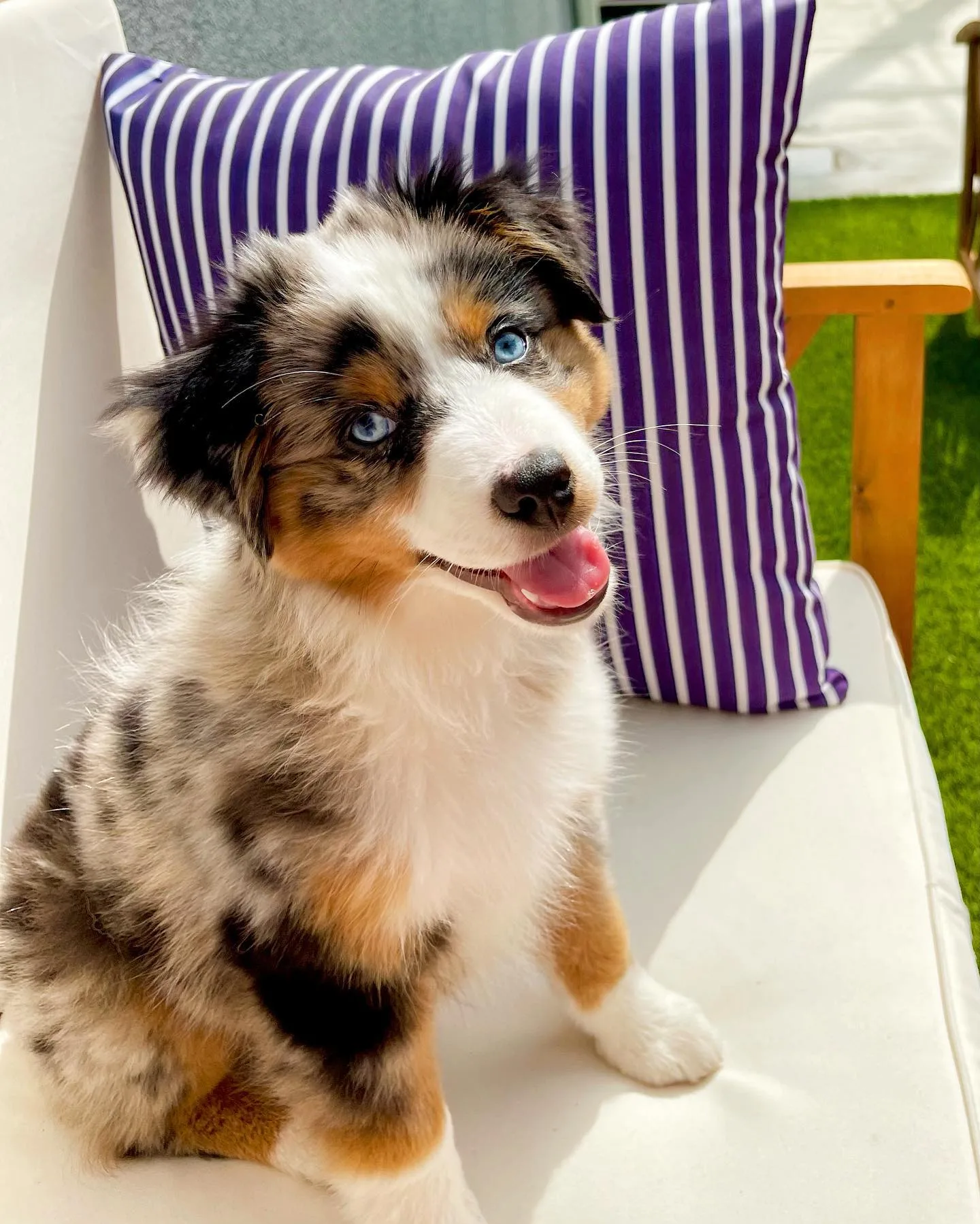 mini aussie australian shepherd