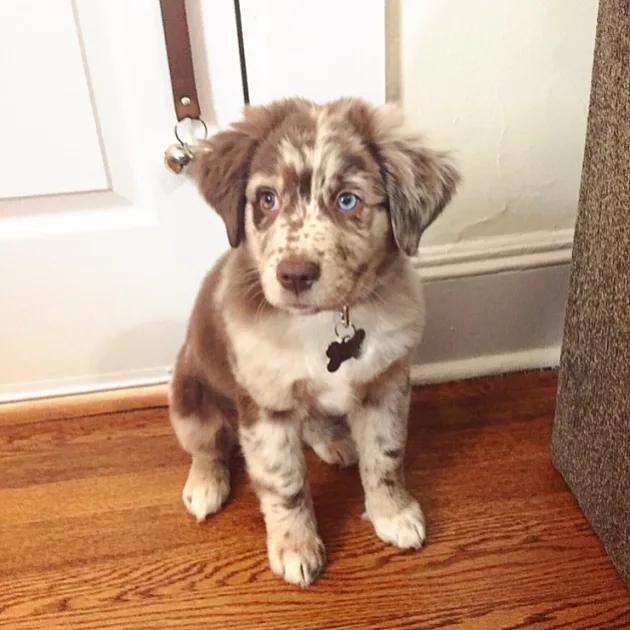 australian shepherd red merle